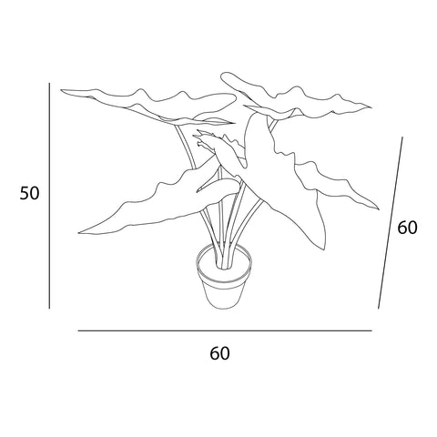 Medidas Planta Alocasia | CREATA Muebles