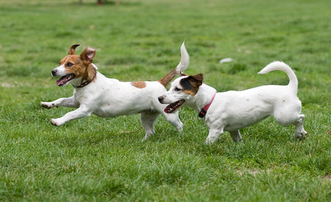 A picture of happy and healthy dogs to illustrate the benefits of using PUPPS products in managing and preventing diarrhoea and stress in dogs.