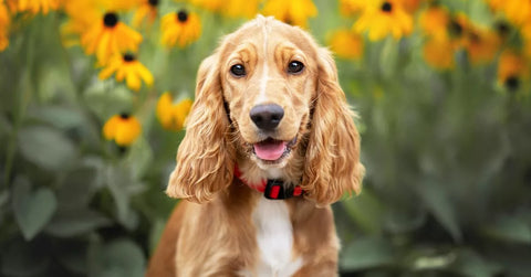 The image features a Cocker Spaniel with a glossy golden-brown coat, positioned centrally and looking directly at the camera. The dog appears joyful and lively, with its mouth open in a panting smile and its long, wavy ears framing its face. It is wearing a red collar with a black buckle, adding a pop of colour against its fur. The background is filled with bright yellow sunflowers and soft green foliage, creating a cheerful and natural setting. The focus is on the dog, with the background gently blurred, which accentuates the dog's features and the summery, vibrant atmosphere.