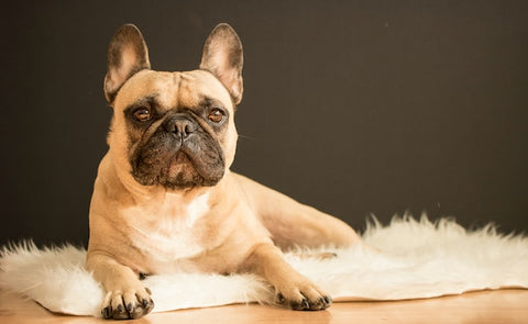 The image shows a French Bulldog lying down on a fluffy white fur mat on a wooden surface. The dog has a fawn-coloured coat, distinctive bat-like ears, and a flat face with a short, black muzzle. Its dark, round eyes are looking directly at the camera, giving it an attentive and somewhat solemn expression. The background is plain and dark, providing a stark contrast to the dog's lighter coat and the white mat, thus putting the focus entirely on the animal. The lighting on the dog suggests a soft, warm indoor setting.