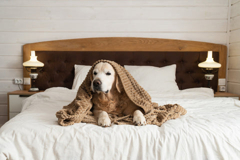 A picture of a dog in a calm and relaxed state to showcase the importance of stress management in preventing diarrhoea in dogs.