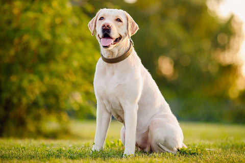 The image depicts a yellow Labrador Retriever sitting on a grassy field. The dog appears content and alert, gazing forward with a gentle expression. Its mouth is open, tongue slightly visible, suggesting a panting or smiling demeanor. The Labrador is wearing a collar, indicating it is a pet. The background is a soft-focus view of lush greenery bathed in the warm, golden light of what could be early morning or late afternoon sun, creating a serene atmosphere.
