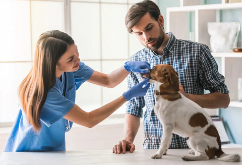 The image captures a veterinary consultation in progress, featuring a veterinarian, a pet owner, and a dog. The vet, a woman in a light blue medical scrub, is gently examining the dog's mouth, holding its snout with one hand while wearing a latex glove. The pet owner, a man in a plaid shirt, is attentively observing the procedure, his hand reassuringly placed on the dog's back. The dog, which appears to be a small to medium-sized breed with a white coat and brown patches, is sitting on the examination table, looking calm and cooperative. The room has a clean and professional look, with a bright and airy ambiance.