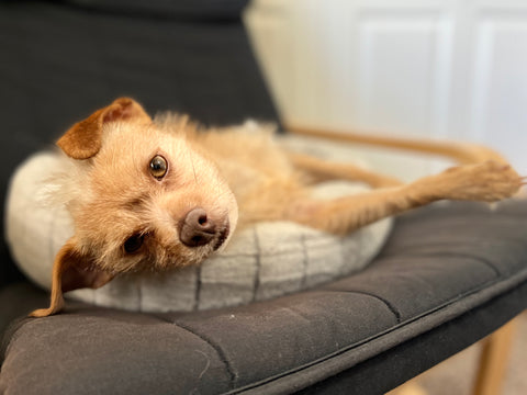 A picture of Potato, a scruffy terrier mix