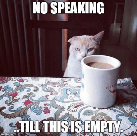 cat coffee meme