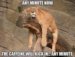 lion coffee meme