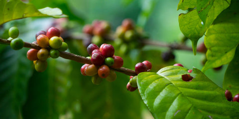 an image of a coffee plant