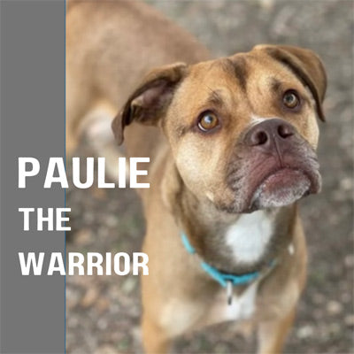 sponsored dog Paulie
