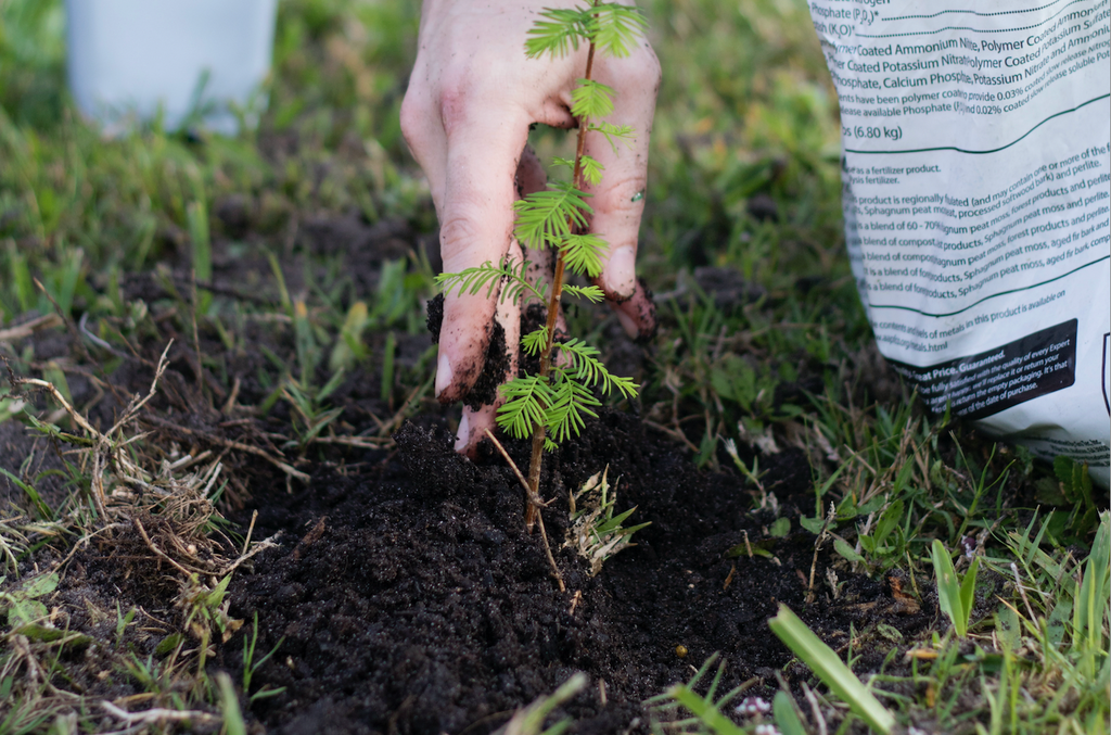 One Tree Planted