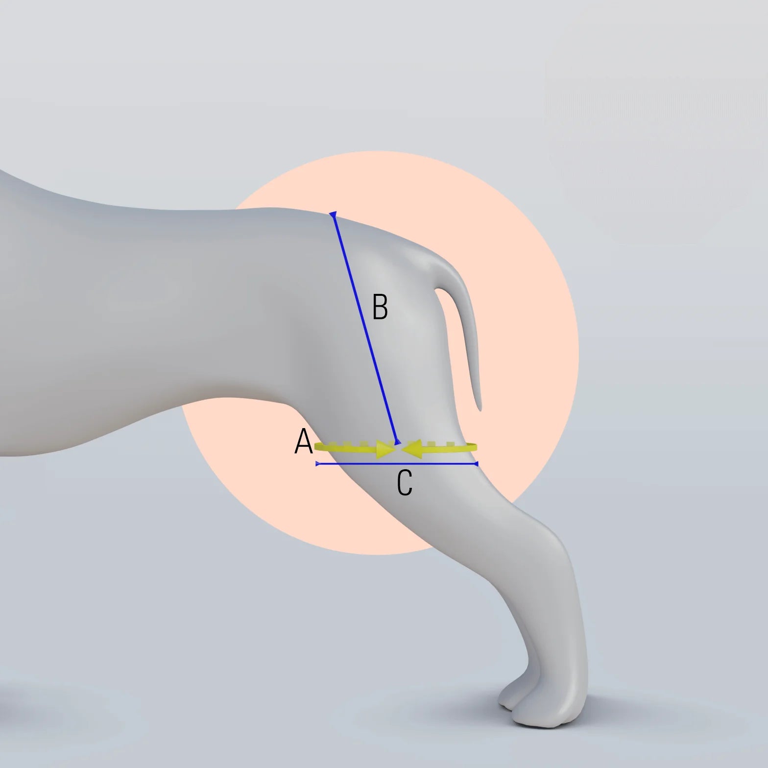 Hip Brace Diagram