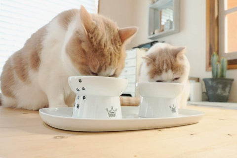 Katten Dienblad - Dubbel voor twee katten voerbakjes - Wit - 35 x 20 x 1.9 cm (LxBxH) Keramisch dienblad