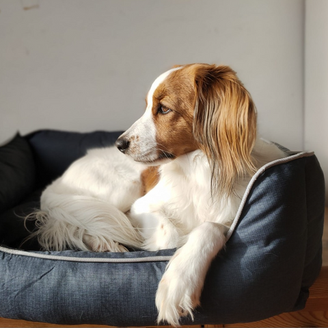 Hondenmand - Huisdierbed - Bora - Maat L - Antislip en Machine wasbaar