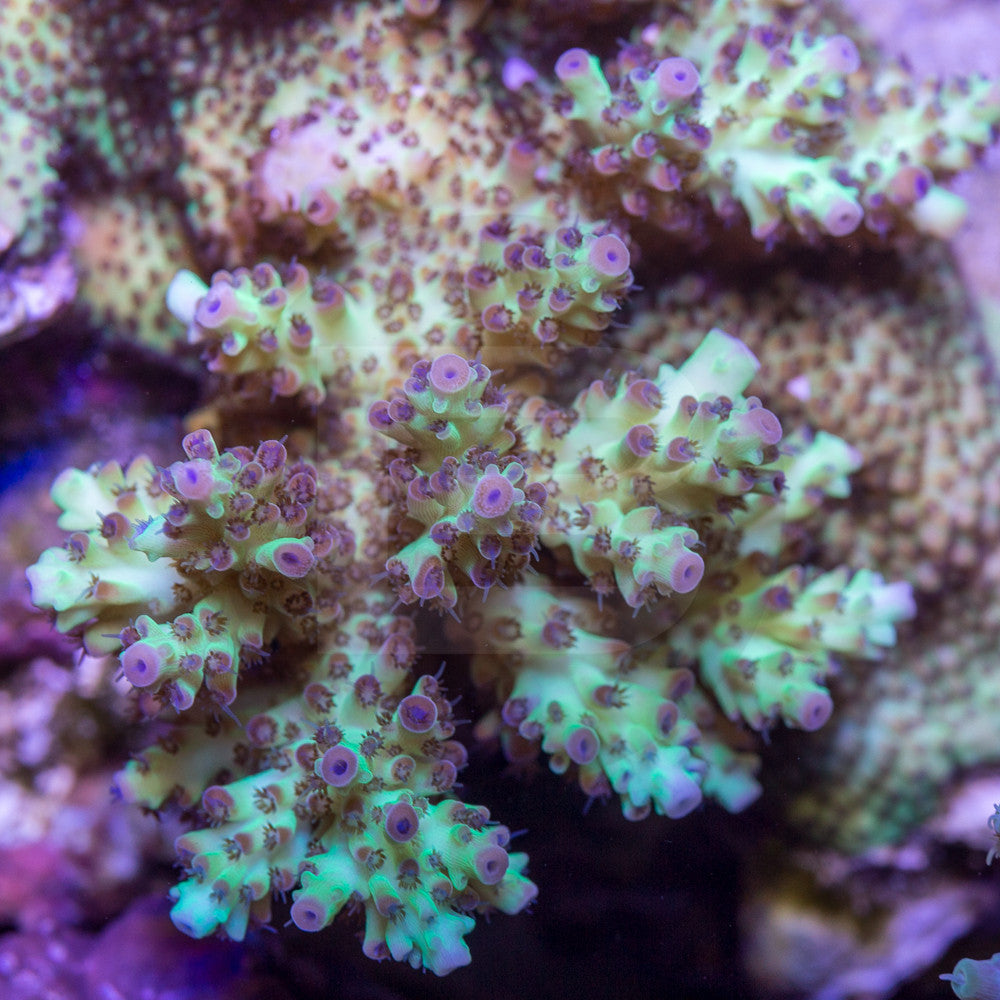 upscales microclados – Battlecorals