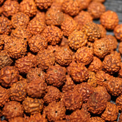 Rudraksha - Original & Lab Tested