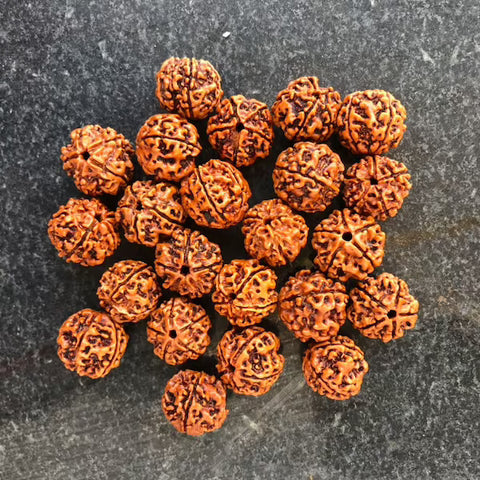 Rudraksha - Original & Lab Tested