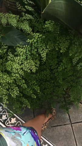 maidenhair growing at the Conservatory of Flowers