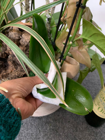 Using olive oil and water on a rag to clean an orchid's leaves in a florist arrangement
