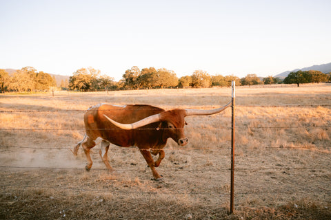 The Big Bull Cow at Beltane Ranch with huge steer horns. Napa Sonoma Wedding