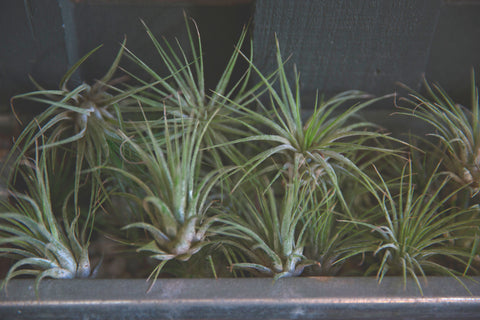 airplants at Gorgeous and Green