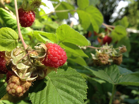 wild raspberry I foraged in Boise for an event