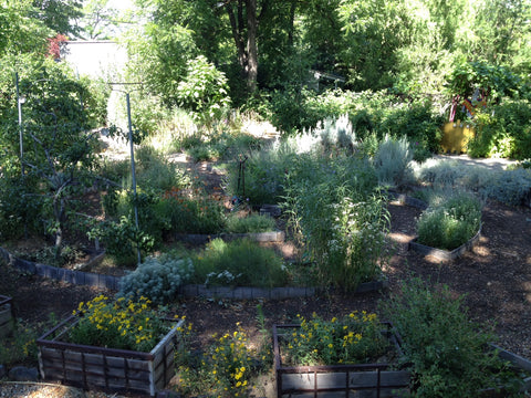 Boise garden where Gorgeous and Green foraged for arrangements