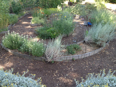 Boise Garden with amazing local grown blooms and foliage for cutting by Gorgeous and Green