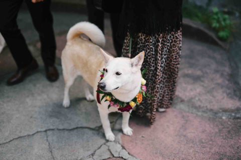 Fall Dog garland by Gorgeous and Green