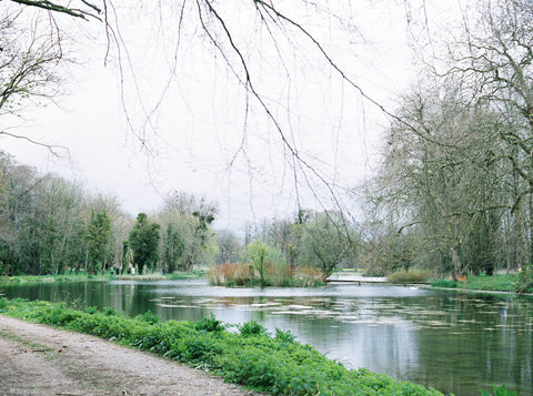 Swans at St. Giles House