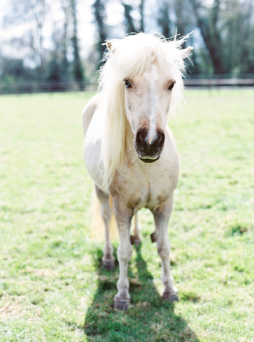 Horse at St Giles, Winborne St Giles