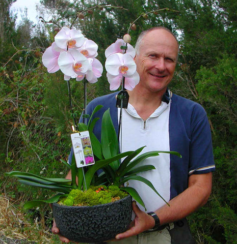 Phalaenopsis Dying. My we hear this often. – Australian Orchid Nursery