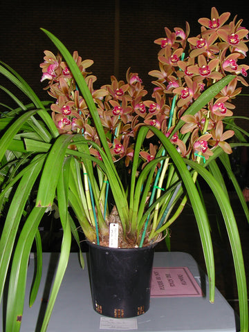 Cymbidium