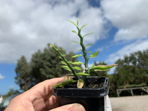 zigzag plant indoor