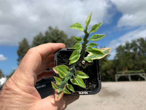 zigzag plant indoor