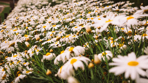 close-up-white-daisy-flowers-blooming-field.jpg__PID:96bb1a62-f1ab-4fff-86d4-07802ac37d83