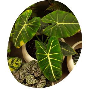 Philodendron