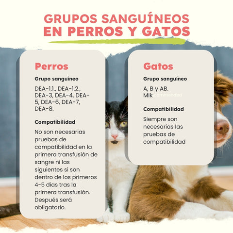 Grupos sanguíneos de perros y gatos