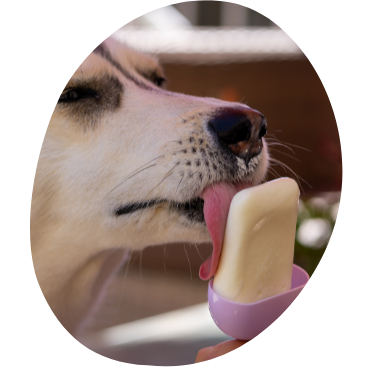 Perro comiendo un helado natural