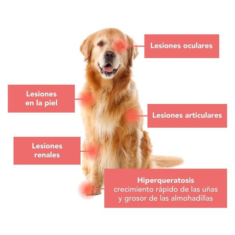 Lesiones de la leishmania en perros