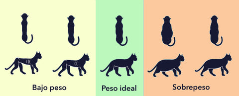 Peso ideal de los gatos
