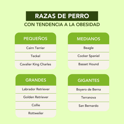 Razas de perro con tendencia a la obesidad