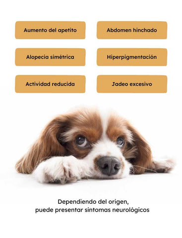 Síntomas síndrome cushing en perros