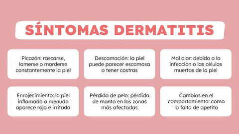 Síntomas de la dermatitis en los perros