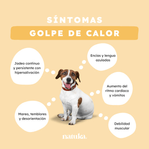 Síntomas del golpe de calor en perros