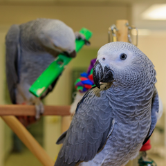 Two African grey parrots on perches, playing with colorful toys