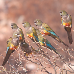 Burrowing parrots perched in a tree