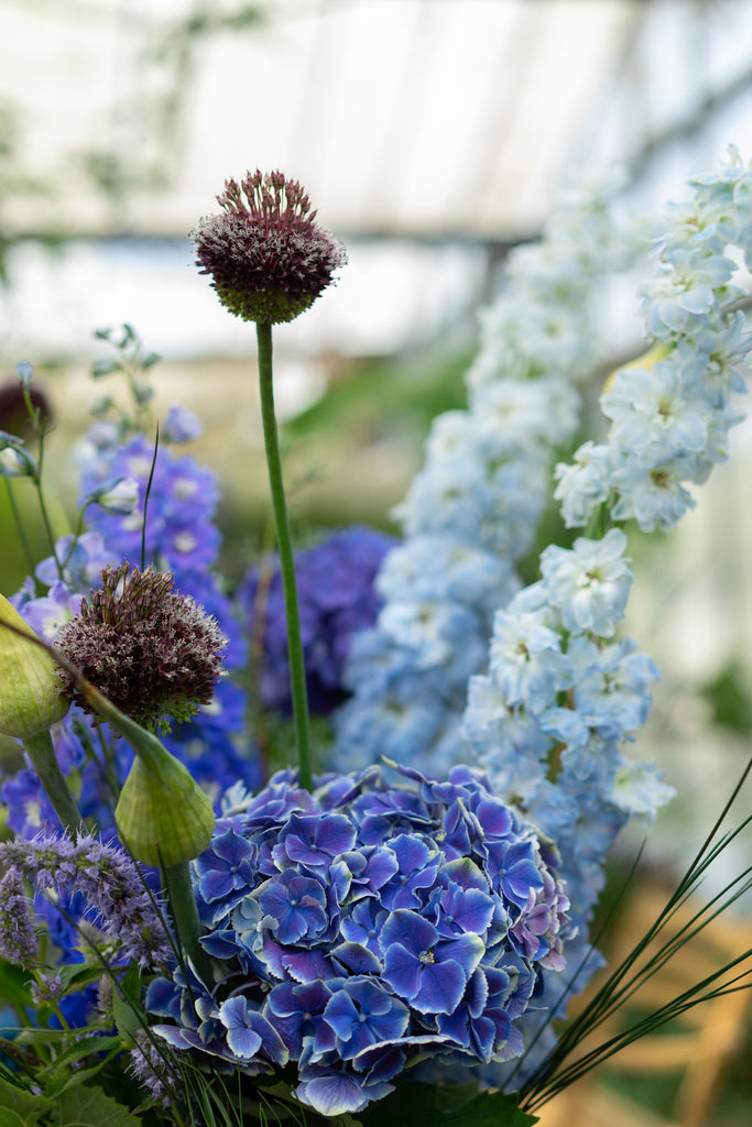 Delphinium Blue