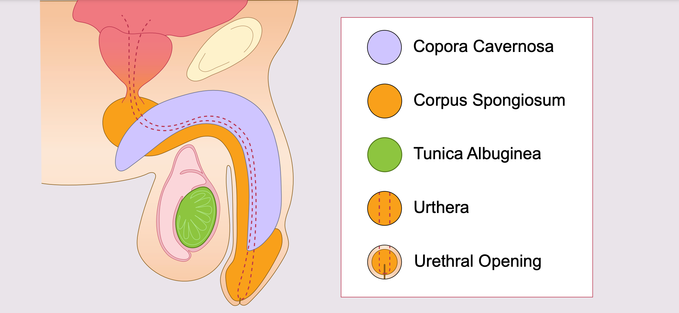 Illustration of the penile anatomy.