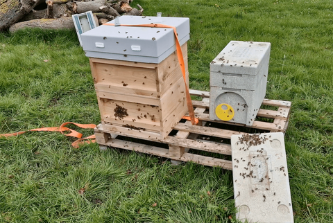 Beehive ready to grow and thrive