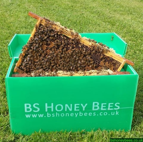 Posted nuc from BS Honey Bees