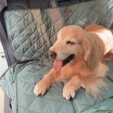 Mobile_Bedroom_Extra-Large_Full_Coverage_Dog_Back_Seat_Extender_-_Ideal_for_Travel_Camping_1-ezgif.com-gif-to-webp-converter.webp__PID:4a506dd3-0ef3-4829-9f7b-b7a5a3658896